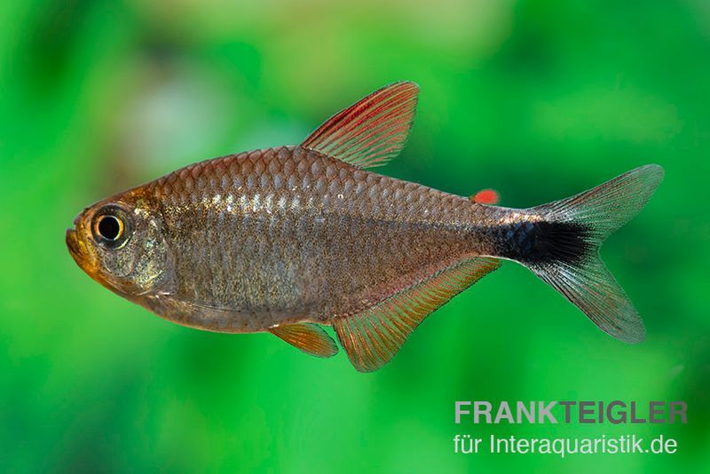 Panduro-Salmler, Hyphessobrycon robustulus