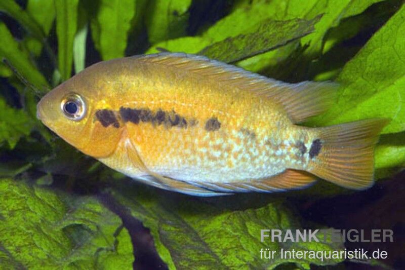 Regenbogencichlide, Herotilapia multispinosa